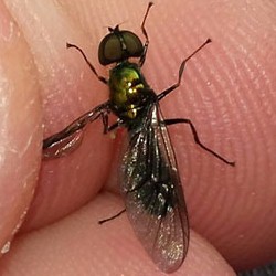 Sargus iridatus